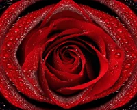 Red Rose with Raindrops