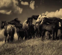 Un grupo de caballos de pie majestuosamente en una colina contra un cielo dramático.