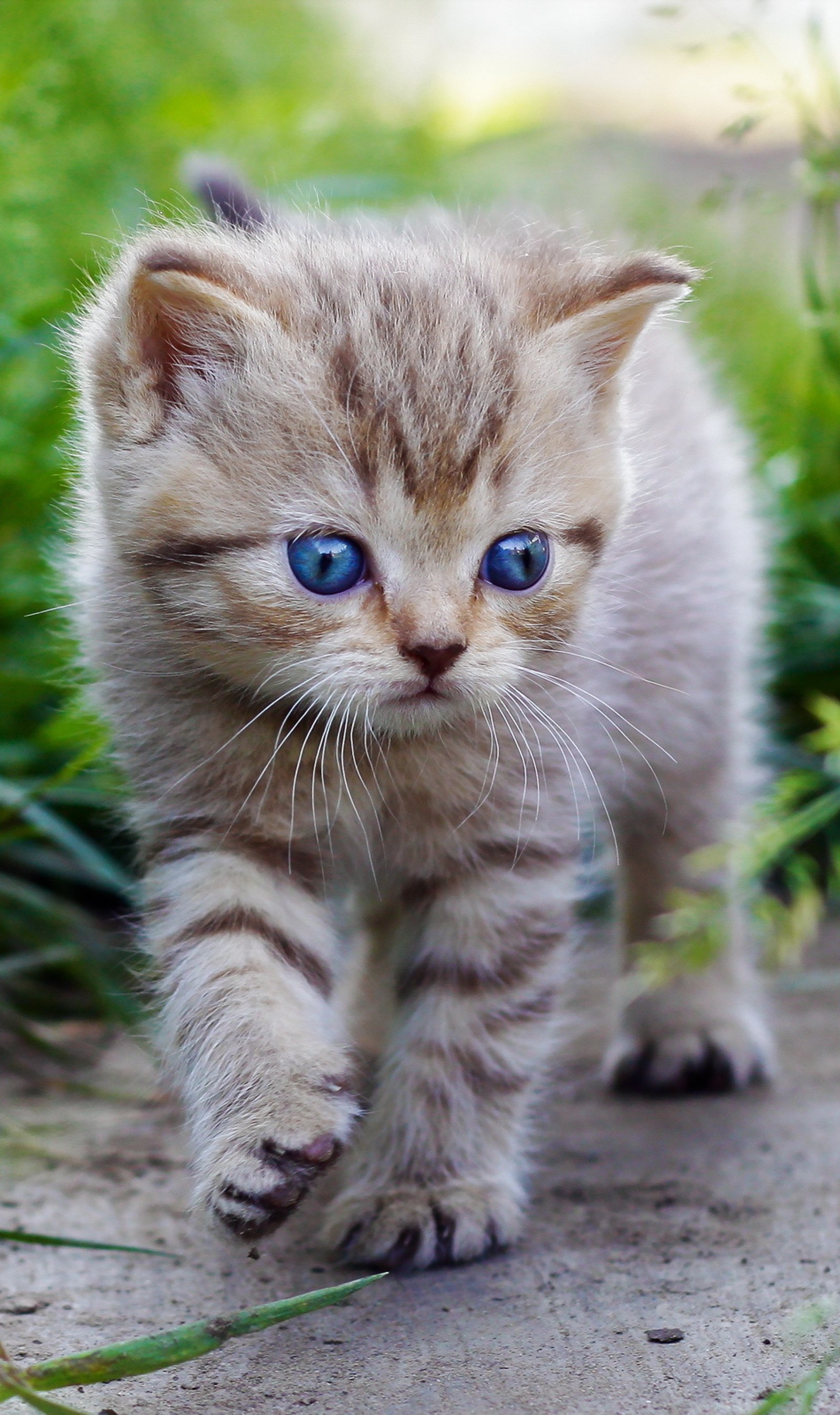 Hay un pequeño gatito caminando por una acera en la hierba (animal, cat, gatito)