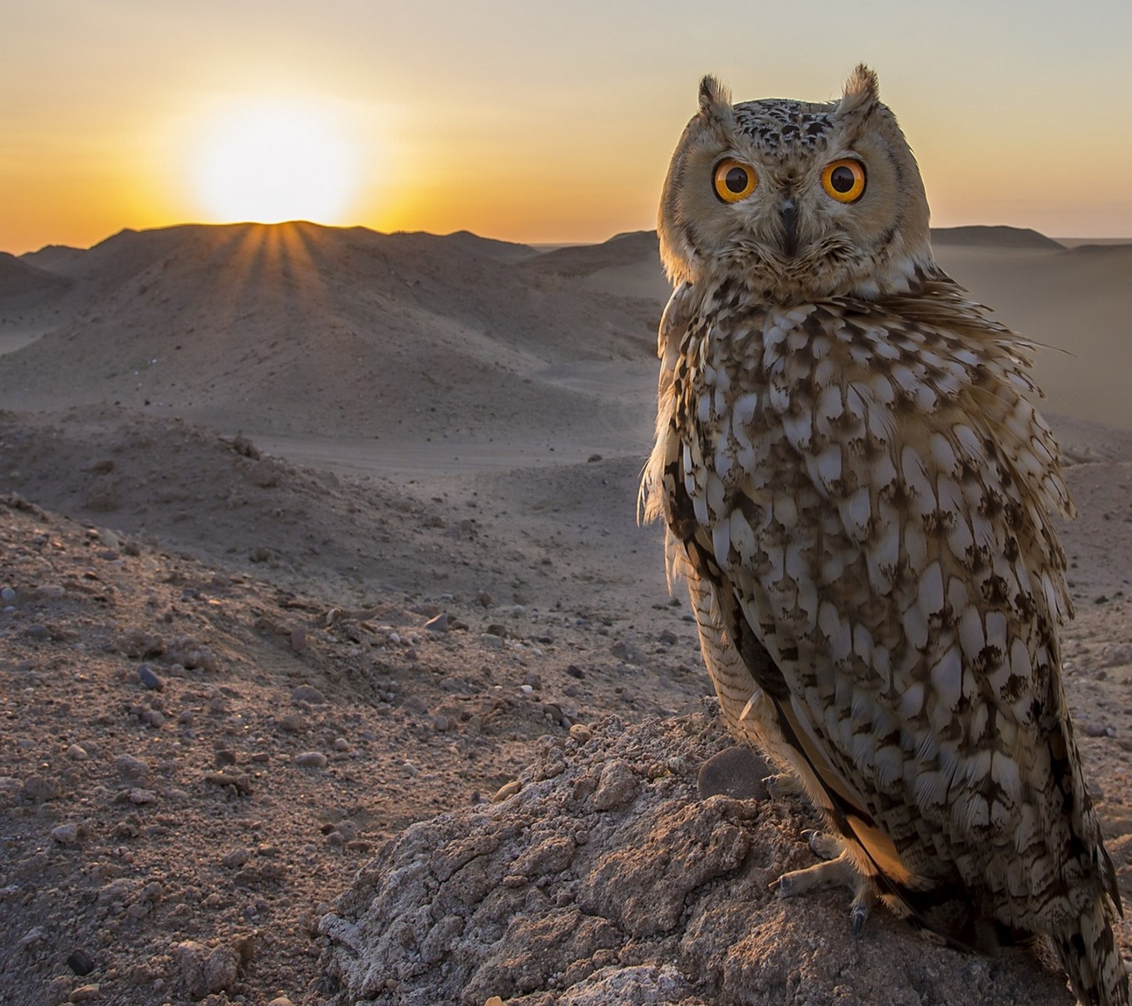 Uma coruja sentada em uma rocha no deserto ao pôr do sol (abej, beograd, amor, coruja)