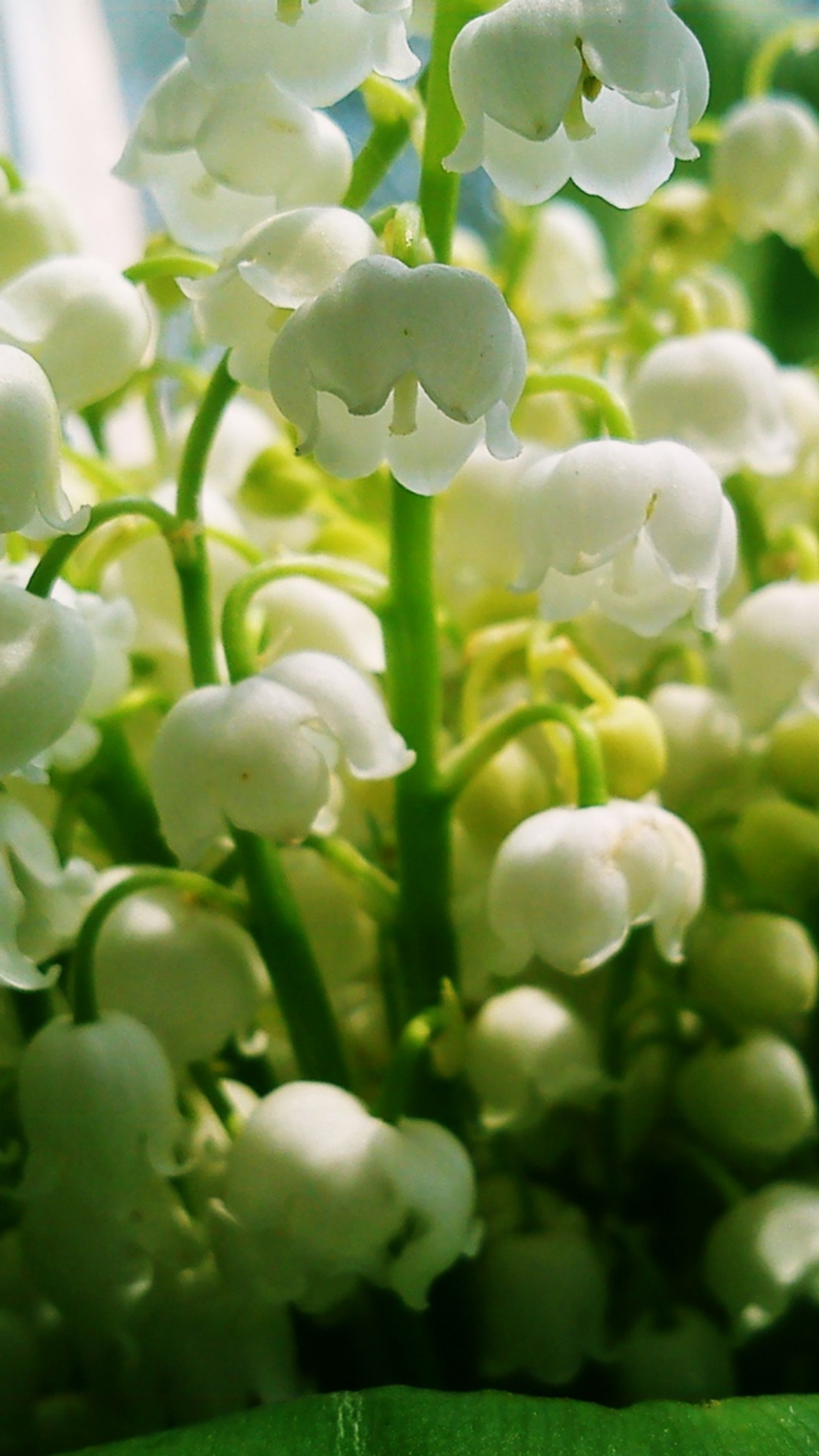 Eine nahaufnahme eines blumenstraußes mit grünen blättern. (blumen, klein)