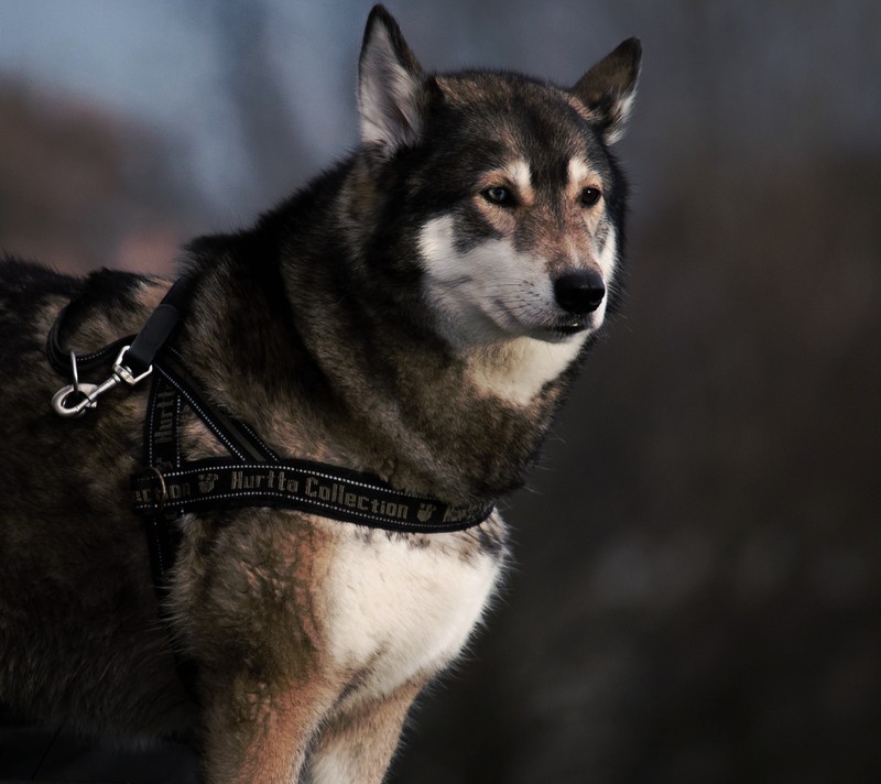 Arabischer hund steht im schnee mit einem geschirr (hund, grau, traurig)