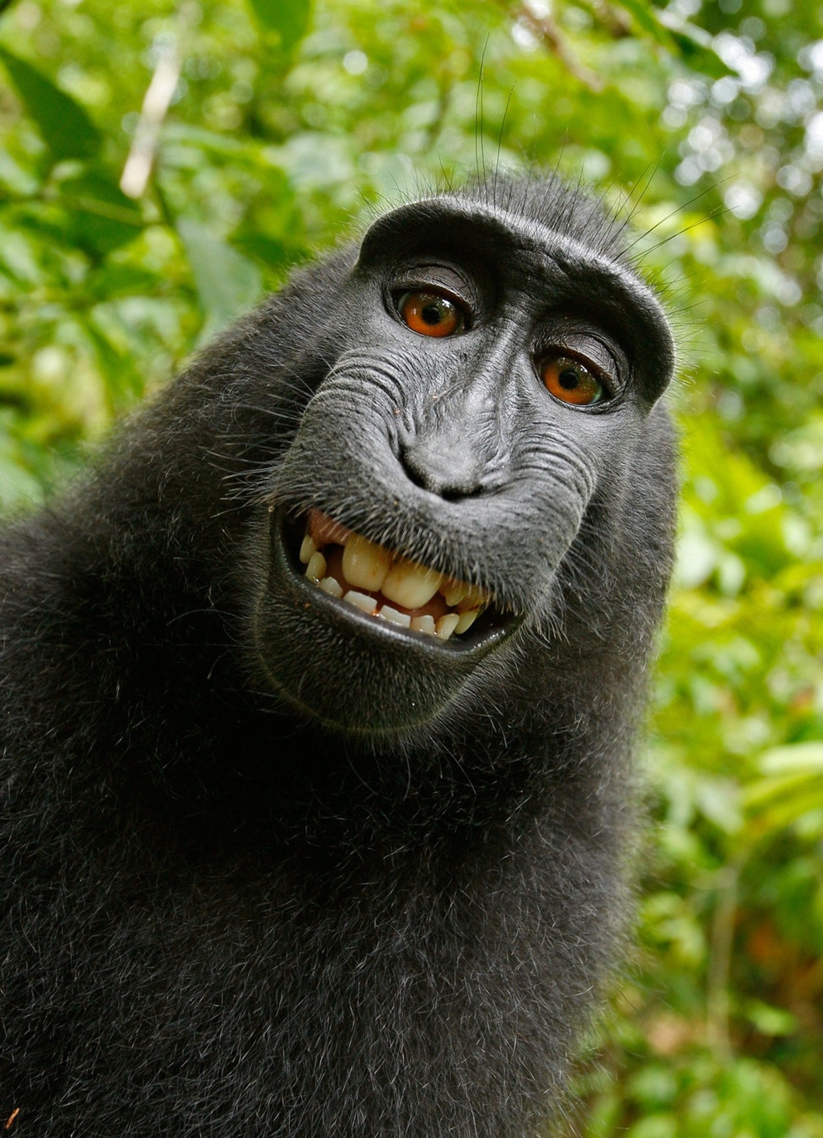 Imagen borrosa de un mono negro con una gran sonrisa en la selva (negro, mono)