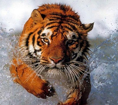 Tigre majestuoso corriendo a través del agua