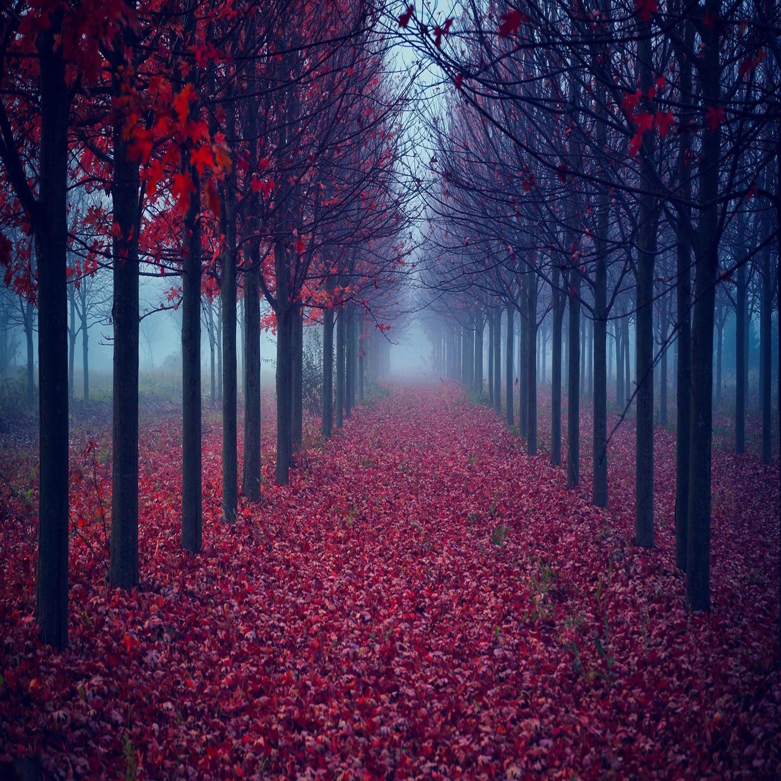 Une vue d'un chemin bordé d'arbres dans une forêt brumeuse (beau, mignon, regard, sympa)