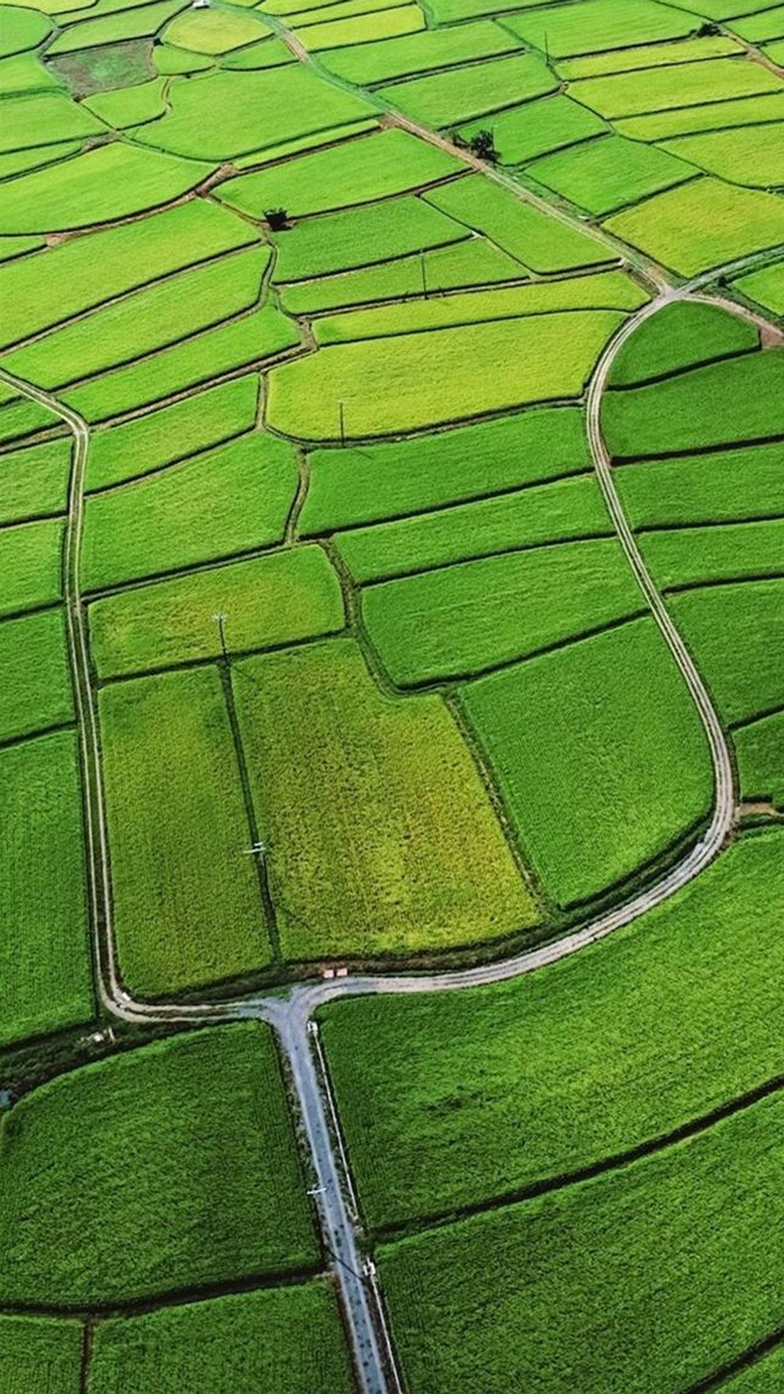 A view of a green field with a winding road in the middle (green, nature)