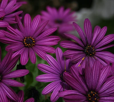 flowers, purple