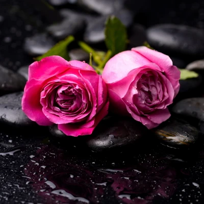 gotas, rosa, rosas, spa, piedras