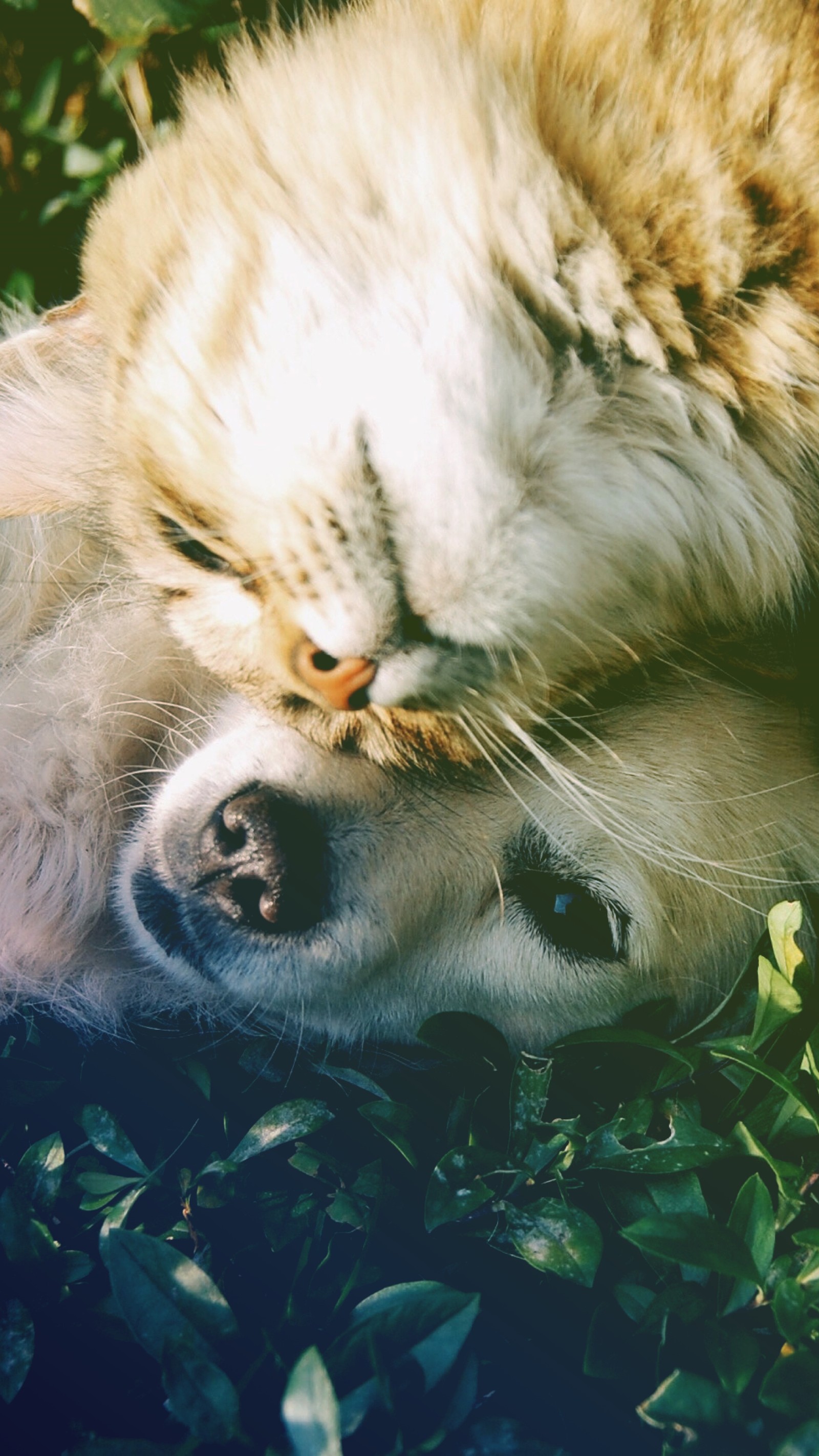 Há um gato e um cachorro deitados juntos na grama. (animais, animais de estimação, zedgedogcats18, zedgepets18)