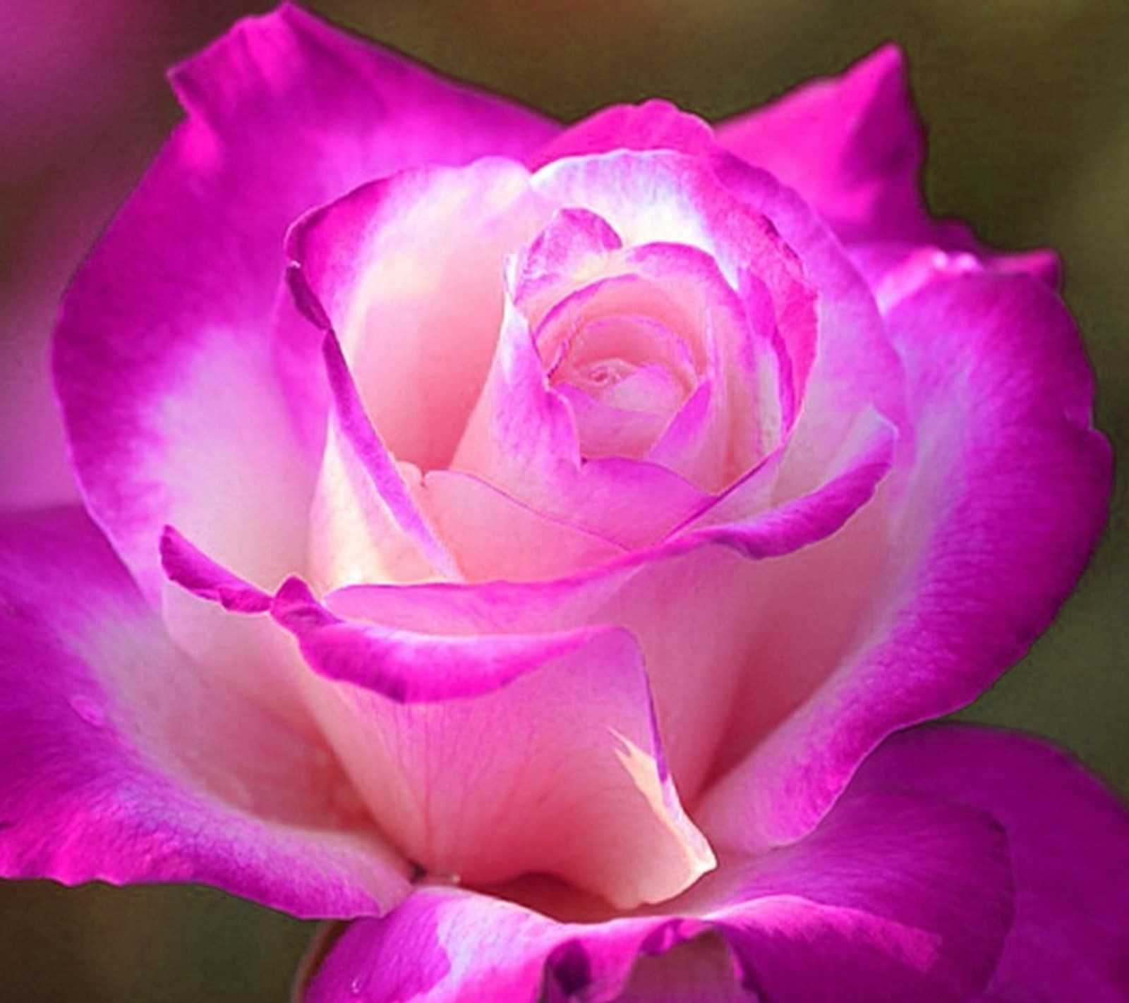 A close up of a pink rose with a green background (flower, love, natural, nature, new)