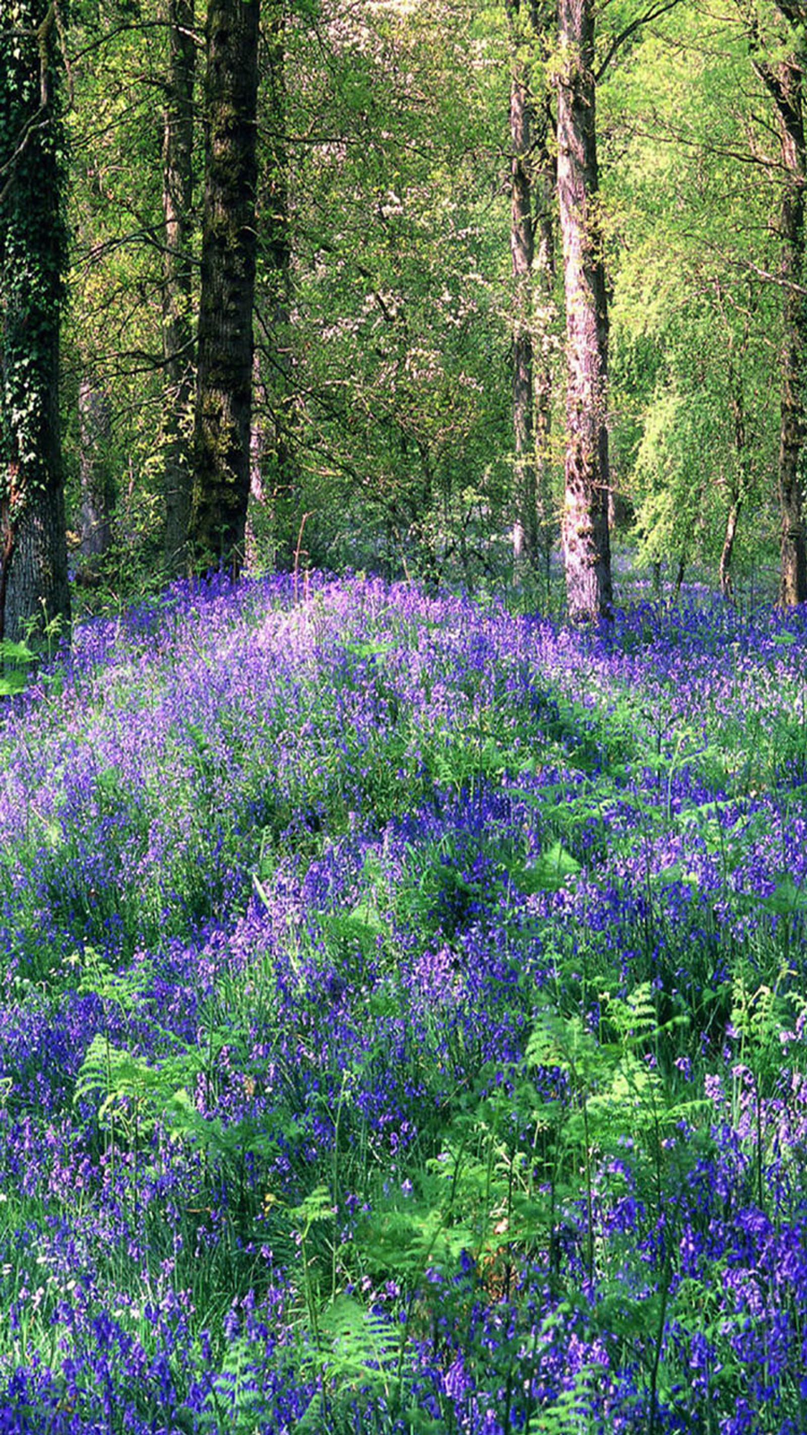 Un champ de fleurs bleues au milieu des bois (fleurs, violet)