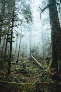 Nebelige Ruhe in einem alten Wald