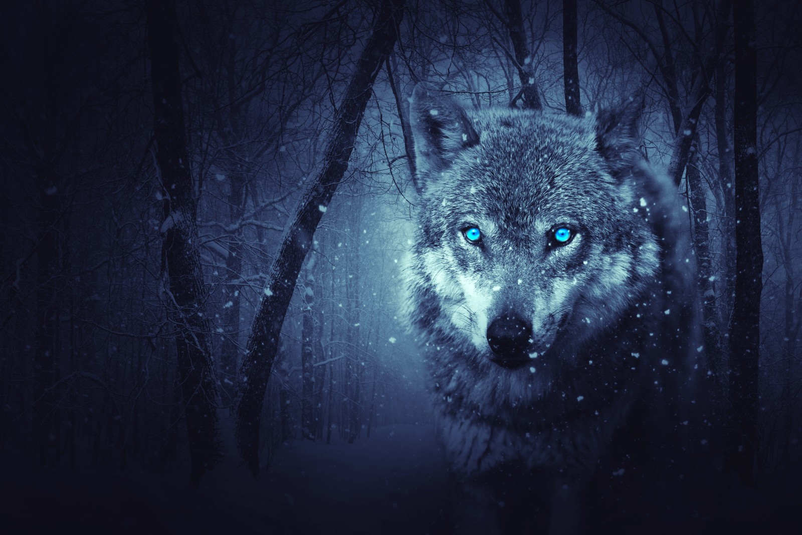 wolf, blue eyes, snowfall, winter, night wallpaper