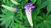 Flores vibrantes de lupino roxo entre folhagem verde exuberante