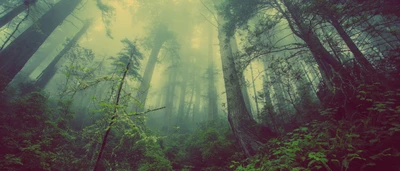 Tranquillité brumeuse dans une ancienne forêt tropicale