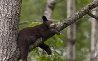 urso negro americano, panda gigante, animal terrestre, fauna, urso