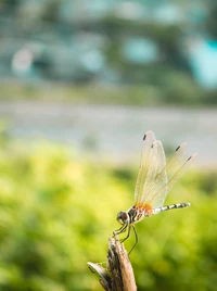 Close-up of a damselfly perched on a plant stem, showcasing its delicate wings amidst a blurred green background.