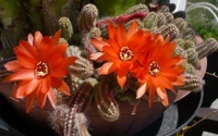 Vibrant Orange Flowers of a Hedgehog Cactus in Bloom