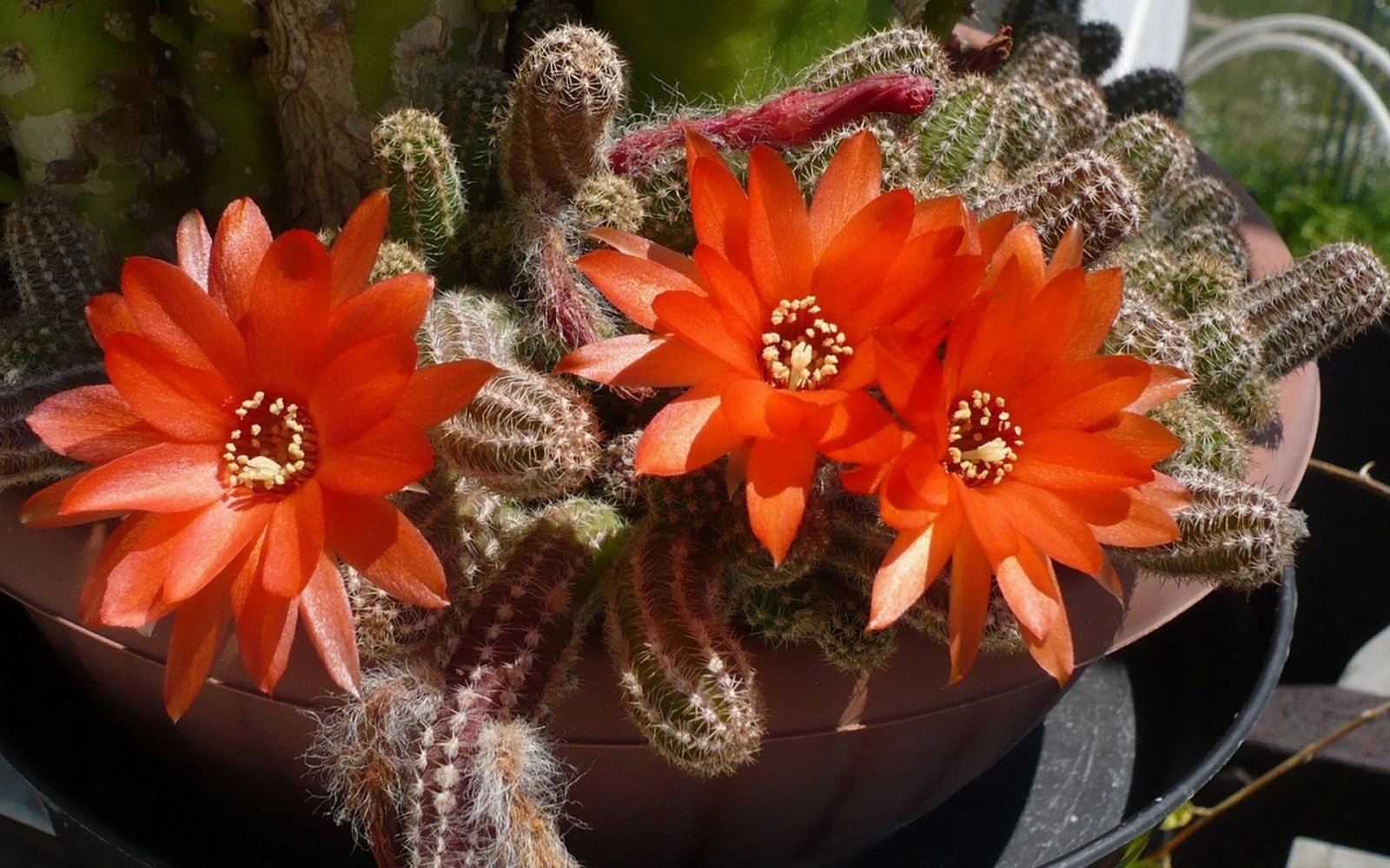 There are two orange flowers on a cactus plant in a pot (cactus, plant, flowering plant, hedgehog cactus, cactaceae)