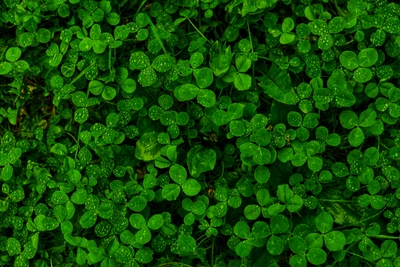 pluie, vert, herbe, végétation, feuille