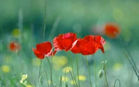 Flores silvestres coquelicot vibrantes em um prado