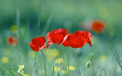 Lebendige Mohnblumen in einer Wiese