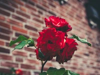 Vibrant red floribunda roses bloom against a textured brick wall, showcasing lush petals and rich green foliage.