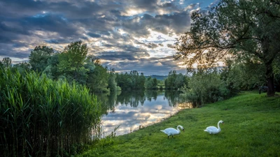 природа, вода, отражение, дерево, заповедник