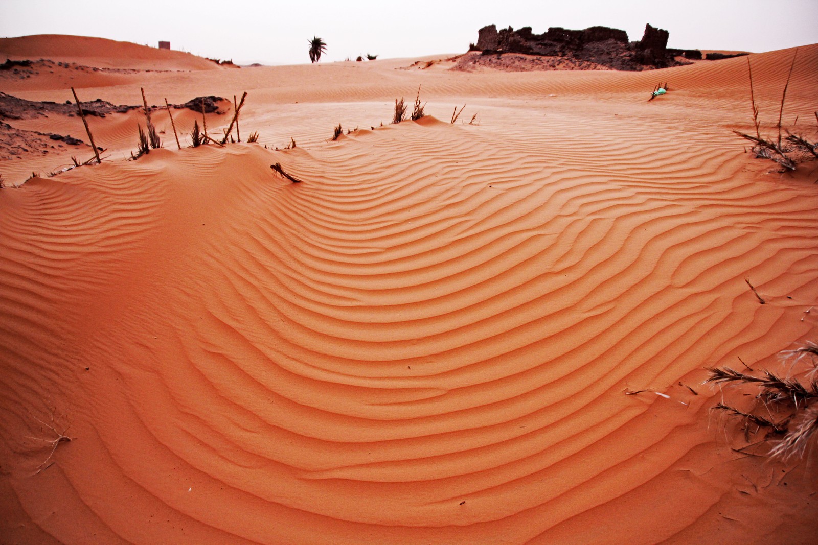 Désert arabe avec quelques arbres et quelques buissons (désert, erg, dune, sable, forme de relief éolien)