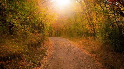 Goldener Herbstweg durch einen lebhaften Wald