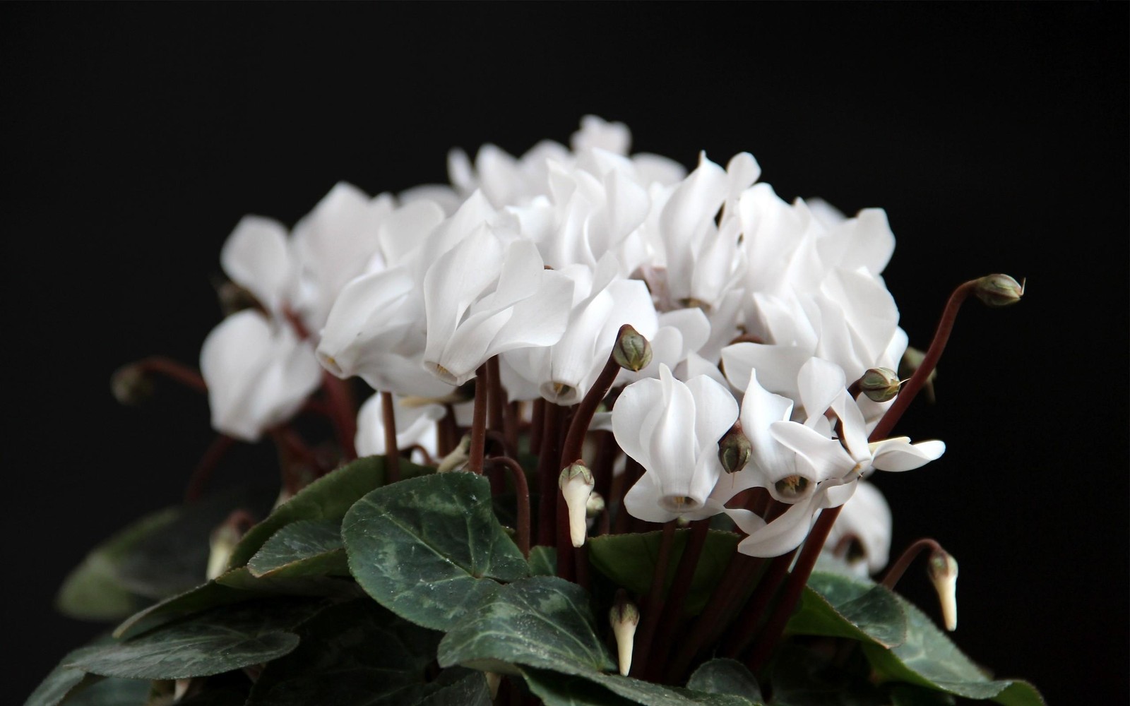 Nahaufnahme einer weißen blume mit grünen blättern (blühende pflanze, weiß, blütenblatt, pflanze, krautige pflanze)