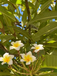 Fleurs de frangipanier parmi des feuilles vertes luxuriantes