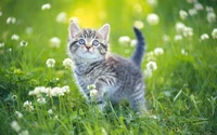 Adorável gatinho tabby explorando um campo de flores de trevo.