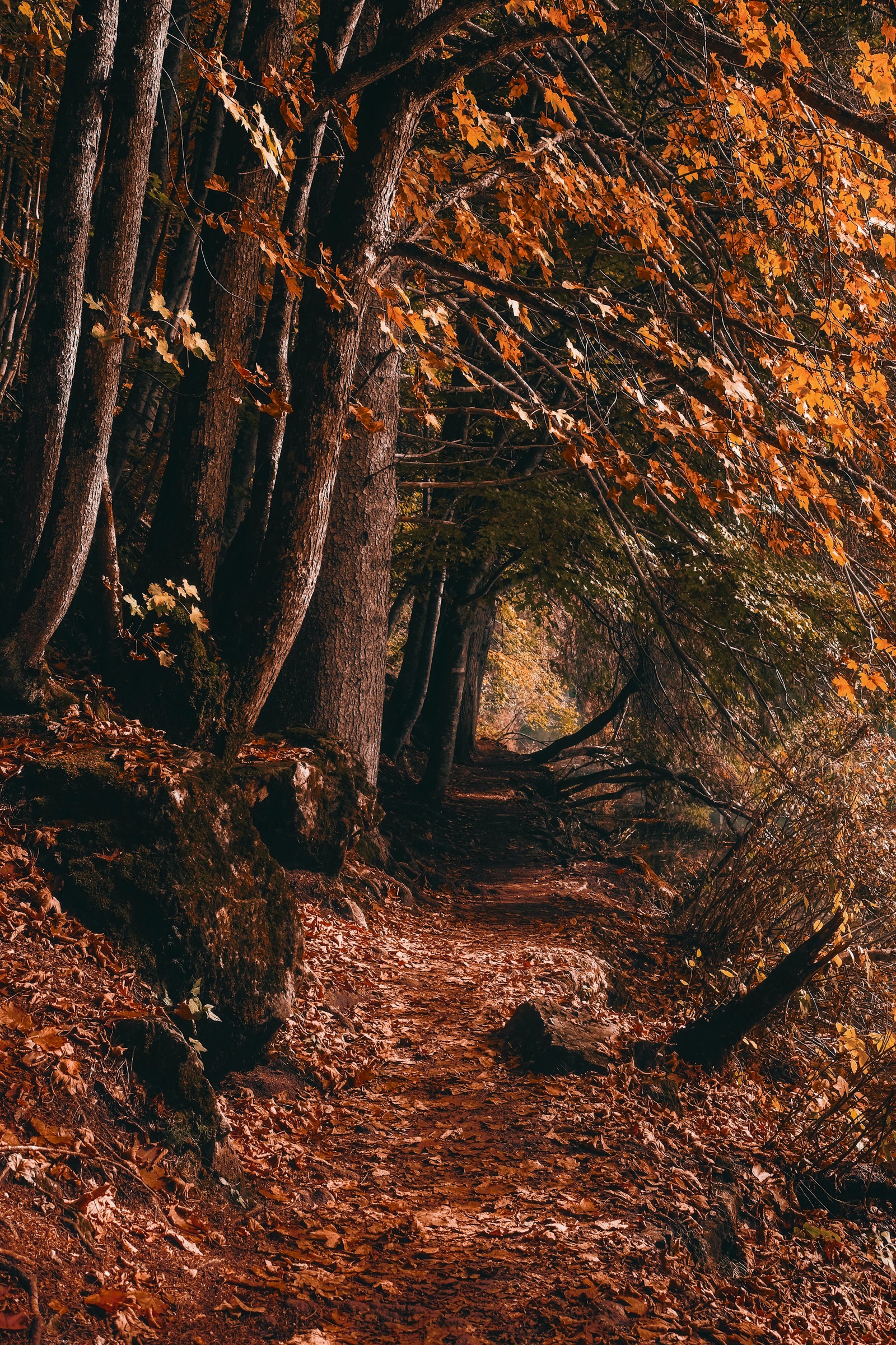 Hay un camino rodeado de árboles en el bosque (bosque, gráficos, planta, paisaje natural, gente en la naturaleza)