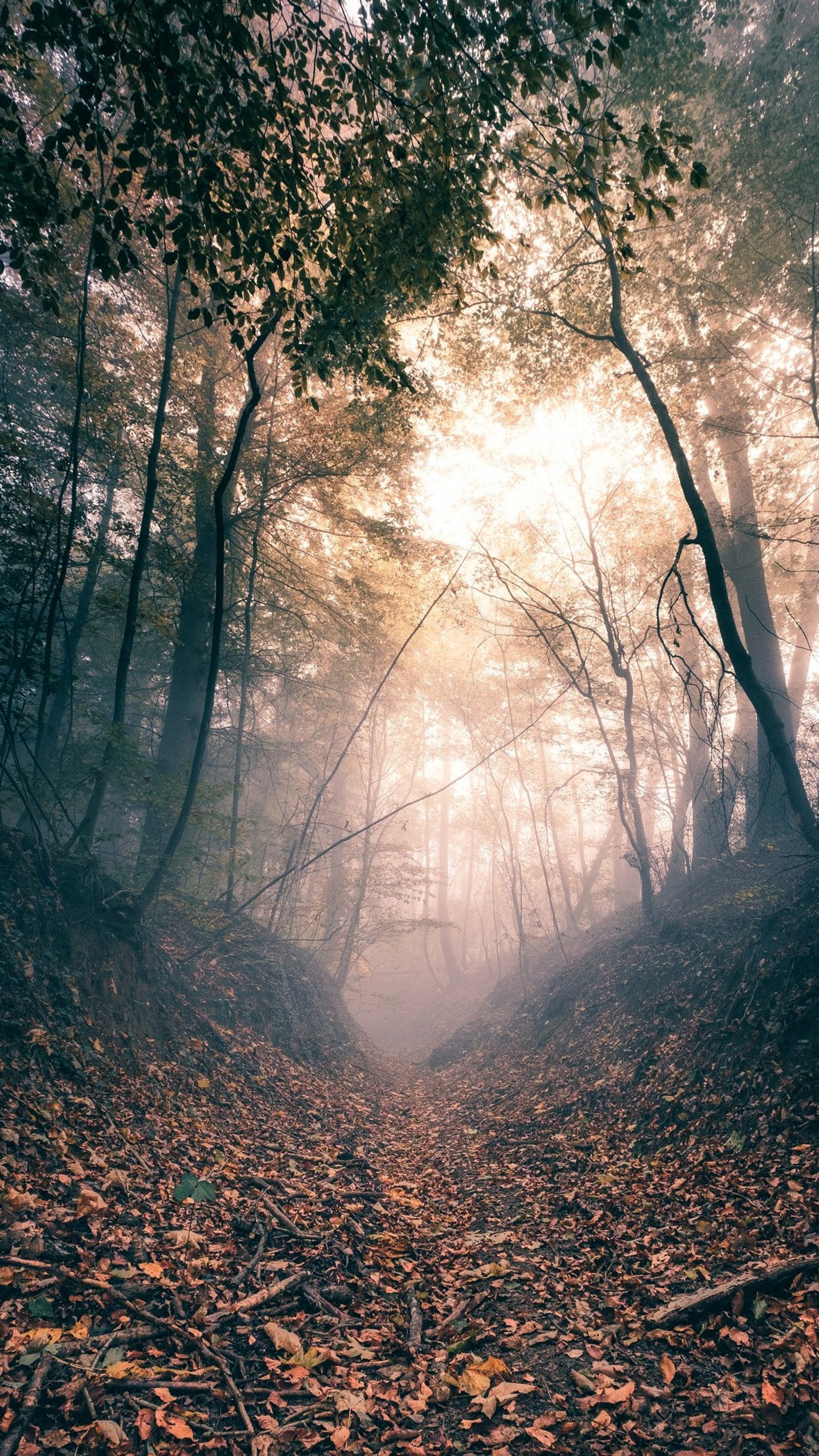 Hay un camino en el bosque con hojas en el suelo (naturaleza, marrón, atmósfera, paisaje natural, madera)