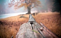 Morning Sunlight Filtering Through a Misty Landscape with a Fallen Log and Tree Branches