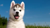 Adorável filhote de Husky siberiano com olhos azuis brilhantes e expressão brincalhona.