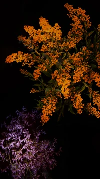 Flores silvestres laranja vibrantes contra um fundo escuro