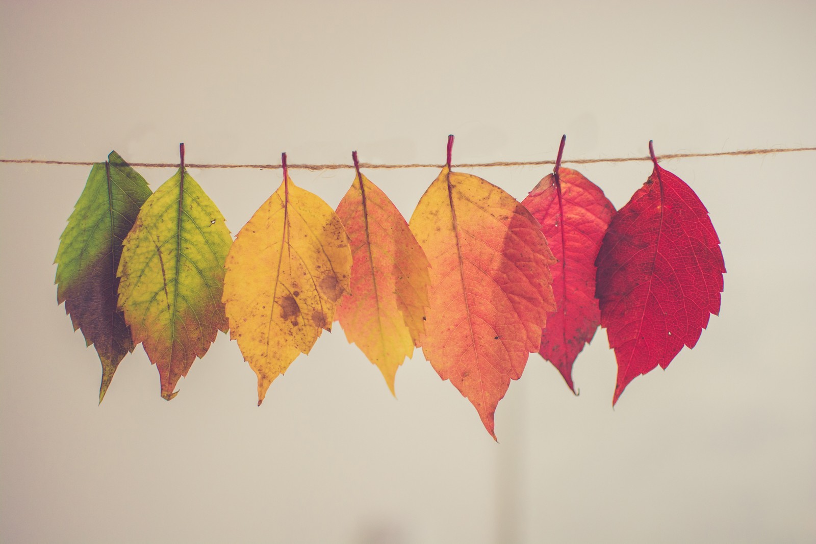 autumn, plant, leaf, orange, wood wallpaper