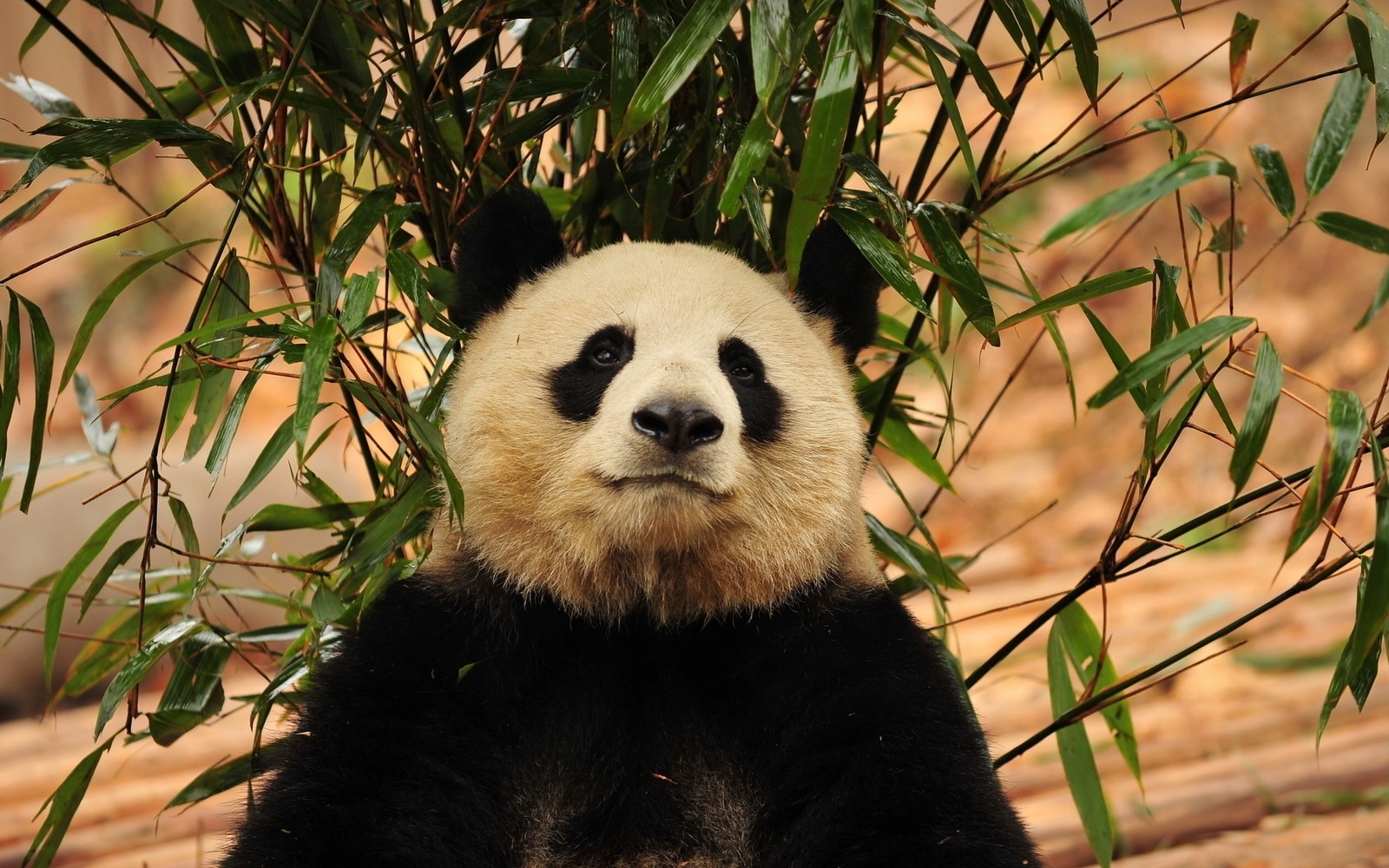 Un panda assis sur le sol avec un arbre de bambou en arrière-plan (panda géant, animal terrestre, ours, museau, faune)