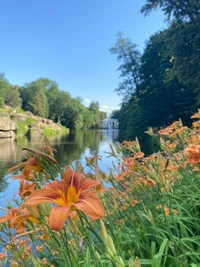 Lys orange vibrants le long d'une voie d'eau sereine