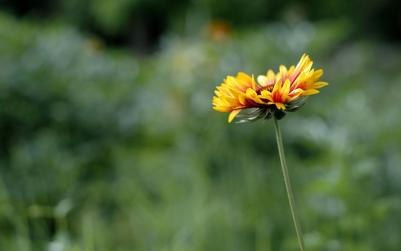 Hay una flor amarilla con pétalos rojos y amarillos en la hierba (planta, pétalo, flor silvestre, familia de las margaritas, pradera)