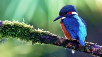 Bunte Eisvogel, der auf einem moosbedeckten Ast sitzt