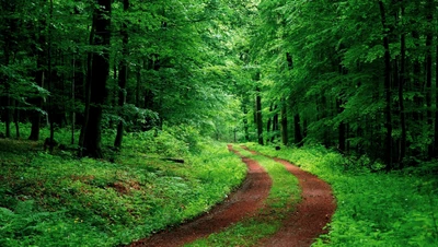 forest, nature, green, nature reserve, woodland