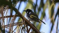 Bunte Emberizidae-Vogel, der auf einem Zweig zwischen dem Grün sitzt