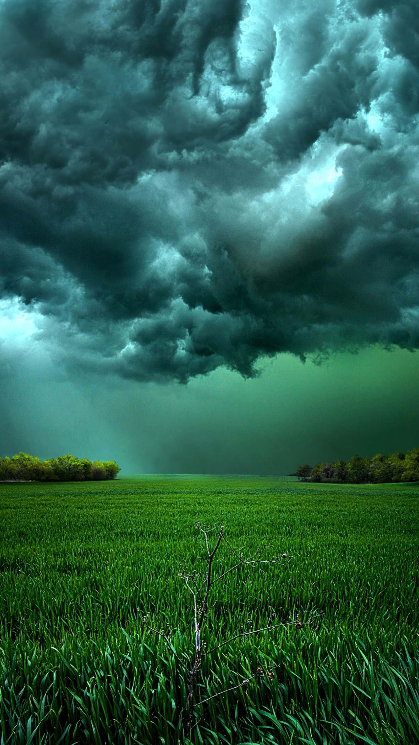 Vista árabe de um campo com uma árvore no meio (nuvens, campo, grama, verde)