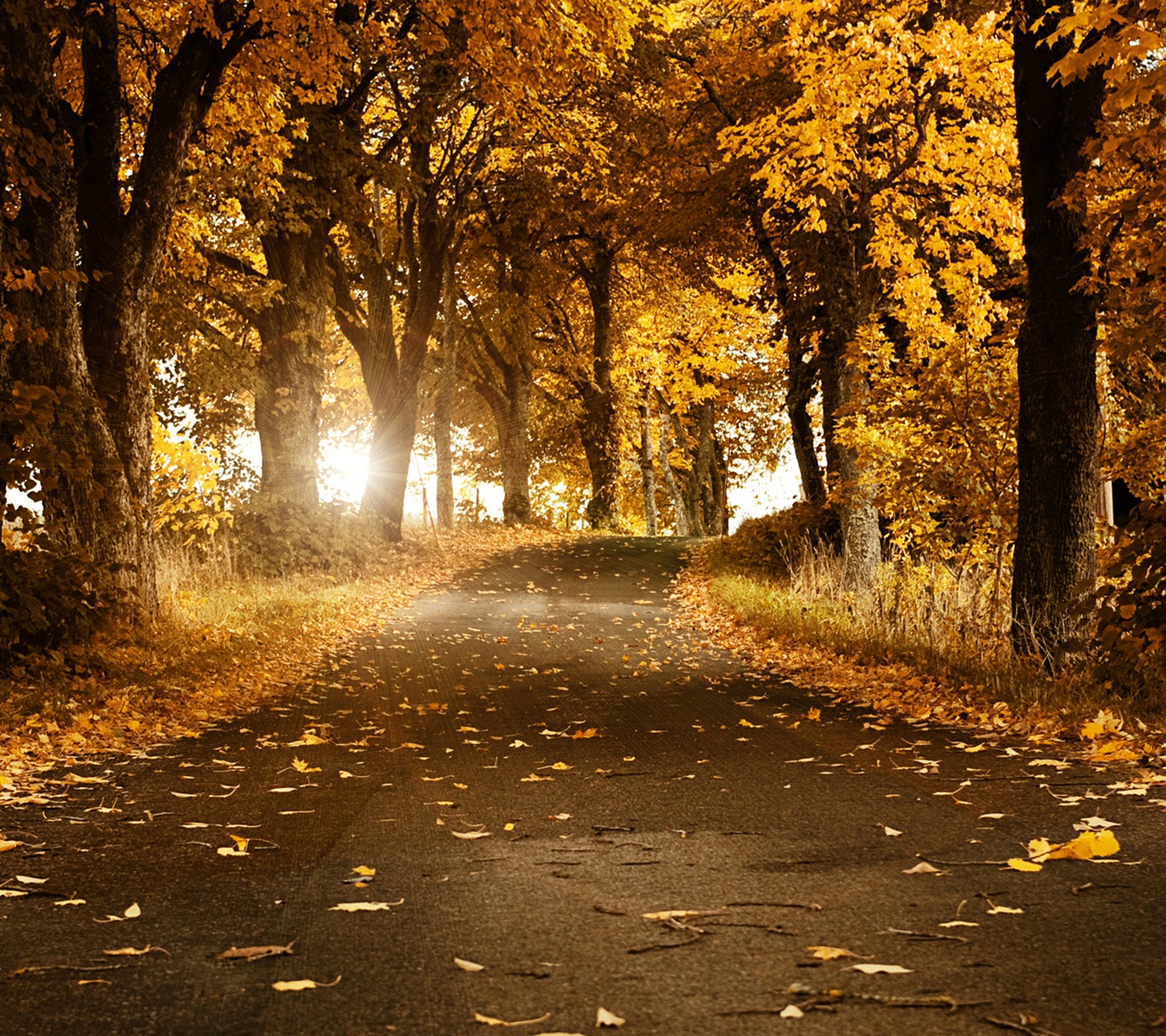 Lade herbst, hd, straße Hintergrund herunter