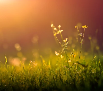 fleur, herbe, matin, nature, printemps