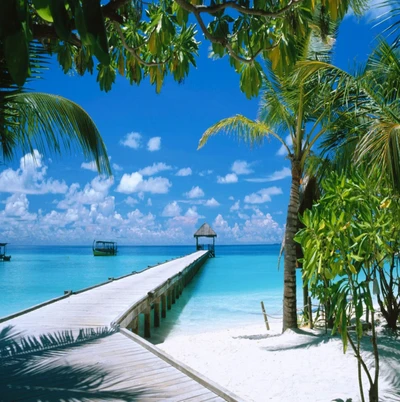 Playa tranquila con un muelle de madera y palmeras exuberantes