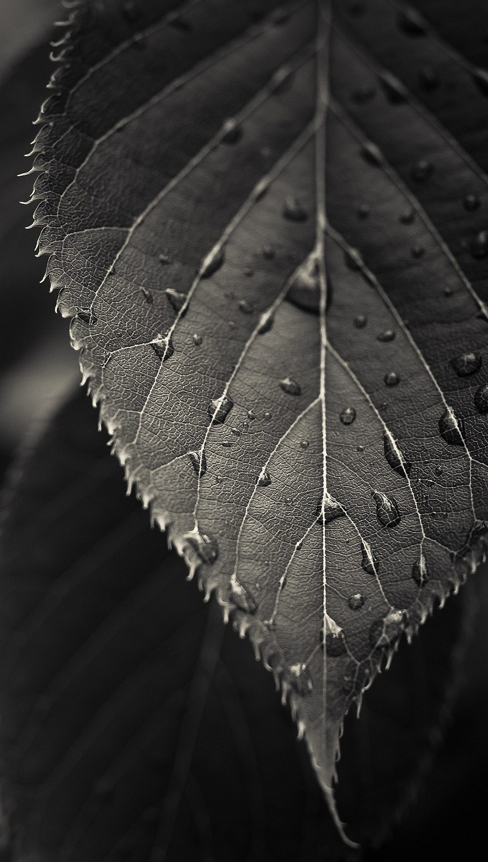 A close up of a leaf with water droplets on it (black, water drop)